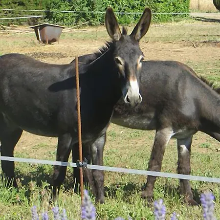 Mas De L'ermitage Lattes