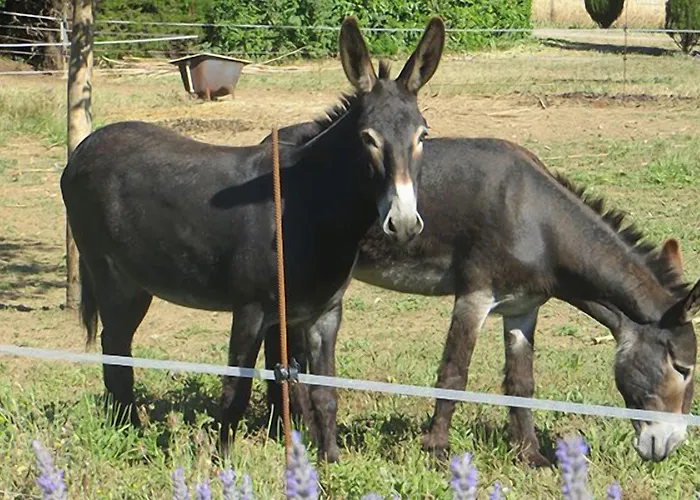 Mas De L'ermitage Lattes